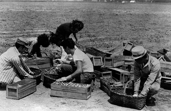 Mexican American migrant farm workers harvesting asparagus